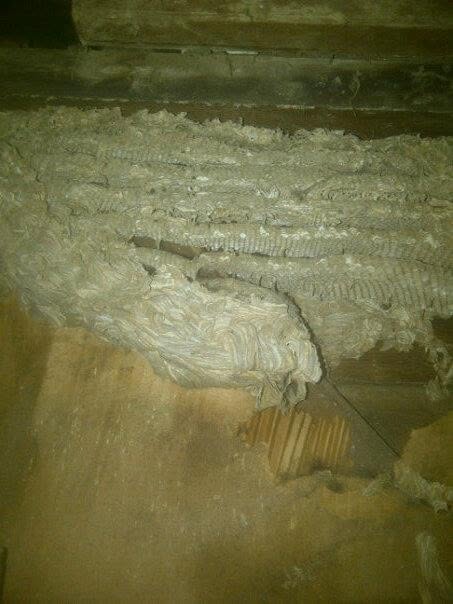 The wasp nest found in the shed
